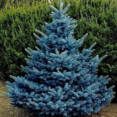 Ель МАДЖЕСТИК БЛЮ колючая  Ель МАДЖЕСТИК БЛЮ колючая в Астрахани