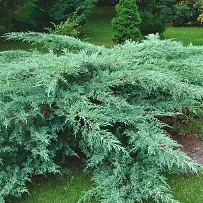 Можжевельник ГРЕЙ ОУЛ виргинский  Можжевельник ГРЕЙ ОУЛ виргинский в Астрахани