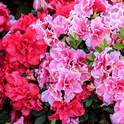 Декоративные растения  Декоративные растения в Астрахани