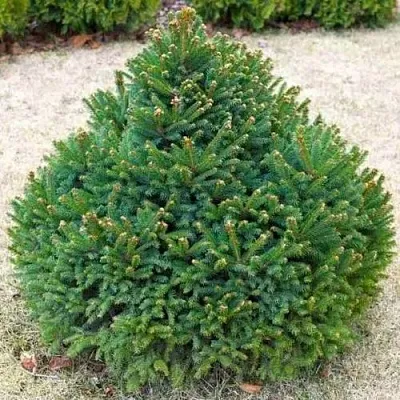 Ель БАРРИ обыкновенная  Ель БАРРИ обыкновенная в Астрахани