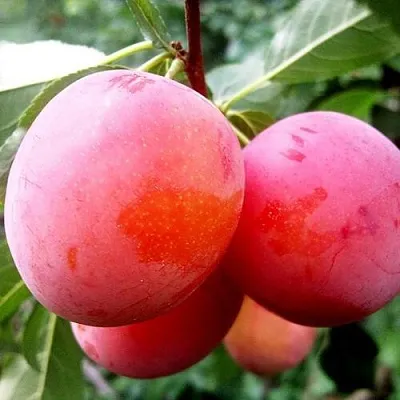 Слива КОМЕТА в Астрахани