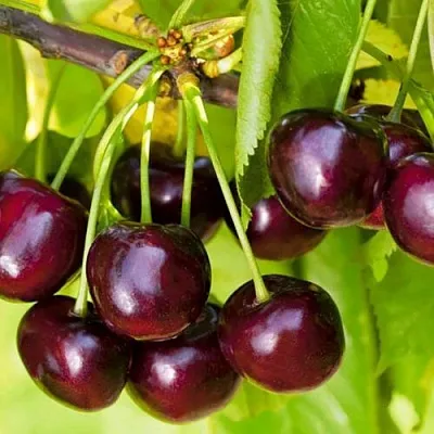 Черешня ИПУТЬ  Черешня ИПУТЬ в Астрахани