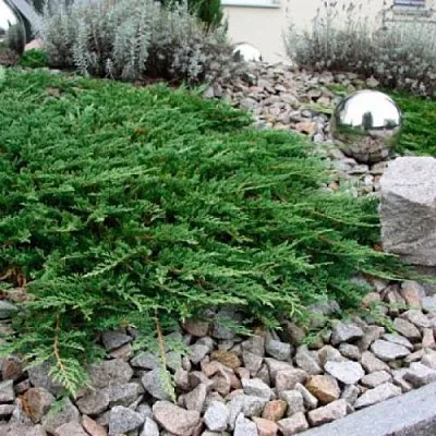 Можжевельник ПРИНЦ ОФ УЭЛЬС горизонтальный  Можжевельник ПРИНЦ ОФ УЭЛЬС горизонтальный в Астрахани