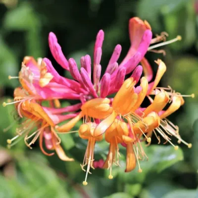 Жимолость ГЕКРОТА в Астрахани