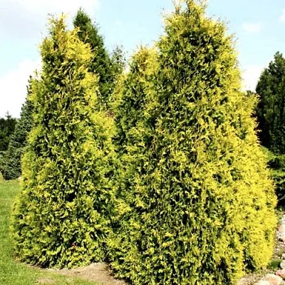 Туя САЛЛАНД западная  Туя САЛЛАНД западная в Астрахани