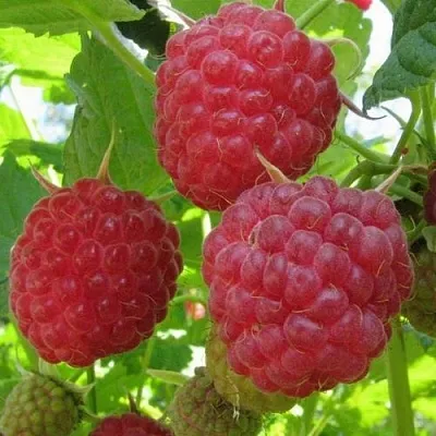 Малина НОВОСТЬ КУЗЬМИНА  в Астрахани