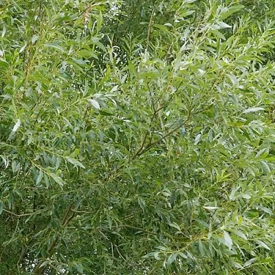 Ива ВИТЕЛЛИНА белая  в Астрахани