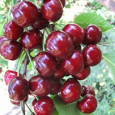 Черешня ОДРИНКА  Черешня ОДРИНКА в Астрахани