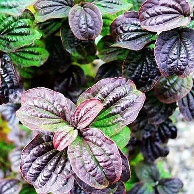 дерен КОМПРЕССА кроваво-красный  дерен КОМПРЕССА кроваво-красный в Астрахани