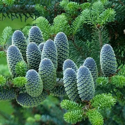 Пихта  Пихта в Астрахани