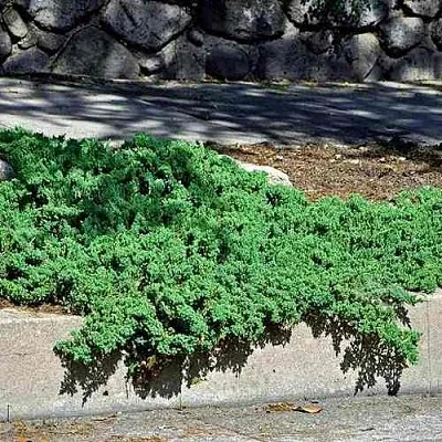 Можжевельник НАНА лежачий  Можжевельник НАНА лежачий в Астрахани