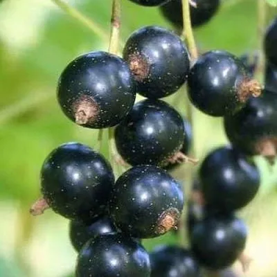 Смородина черная СТРЕЛЕЦ  Смородина черная СТРЕЛЕЦ в Астрахани