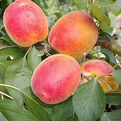 Абрикос ОСОБЕННЫЙ ДЕНИСЮКА  Абрикос ОСОБЕННЫЙ ДЕНИСЮКА в Астрахани