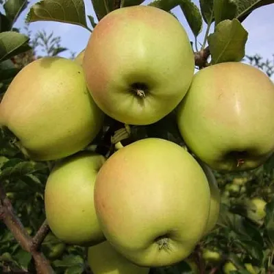 Яблоня СКИФСКОЕ ЗОЛОТО  Яблоня СКИФСКОЕ ЗОЛОТО в Астрахани
