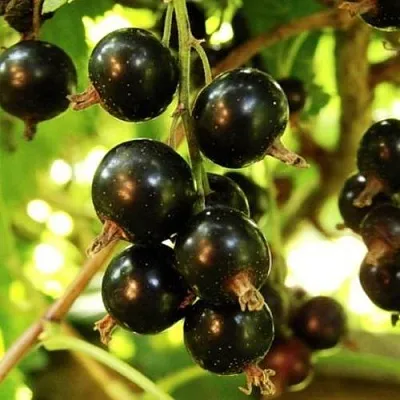 Смородина чёрная НАРА  Смородина чёрная НАРА в Астрахани