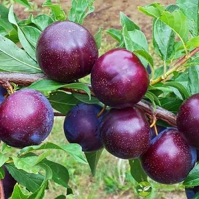 Шарафуга ВЕЛЬВЕТ САНРАЙЗ  Шарафуга ВЕЛЬВЕТ САНРАЙЗ в Астрахани