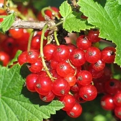 Смородина красная РАЧКОВСКАЯ  Смородина красная РАЧКОВСКАЯ в Астрахани