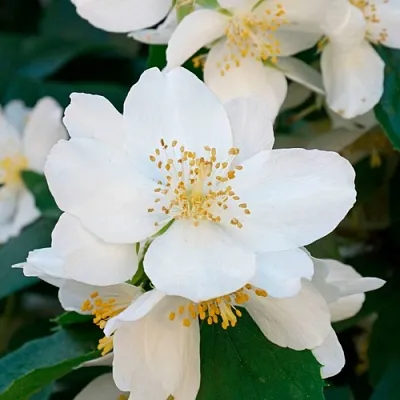 Жасмин ЮСТИНКА  Жасмин ЮСТИНКА в Астрахани