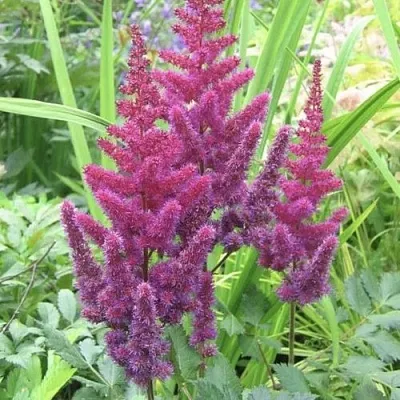 Астильба КАРАОКЕ ПАРТИ китайская  Астильба КАРАОКЕ ПАРТИ китайская в Астрахани