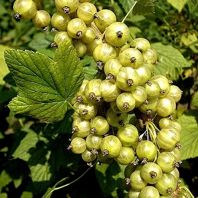 Смородина зеленоплодная СНЕЖНАЯ КОРОЛЕВА в Астрахани