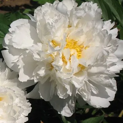 Пион БОУЛ ОФ КРИМ травянистый  Пион БОУЛ ОФ КРИМ травянистый в Астрахани