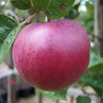 Яблоня НОРИС  Яблоня НОРИС в Астрахани