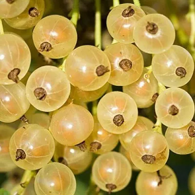 Смородина белая СМОЛЬЯНИНОВСКАЯ  Смородина белая СМОЛЬЯНИНОВСКАЯ в Астрахани