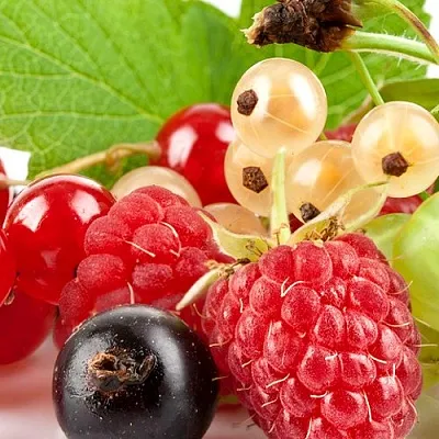 Плодовые кустарники  Плодовые кустарники в Астрахани