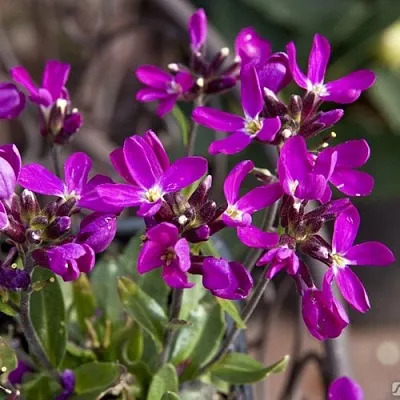 Арабис РОУЗ делайт  Арабис РОУЗ делайт в Астрахани