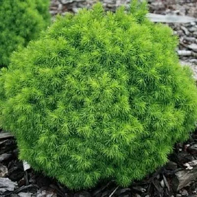 Ель АЛЬБЕРТА ГЛОБ сизая  Ель АЛЬБЕРТА ГЛОБ сизая в Астрахани