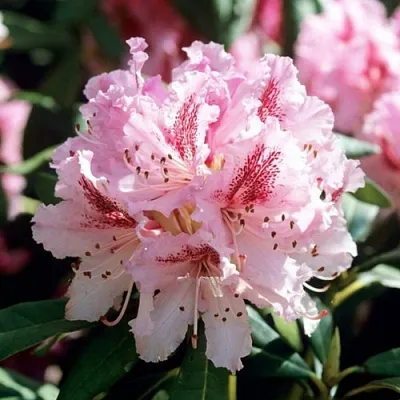 Рододендрон ЧИР  Рододендрон ЧИР в Астрахани