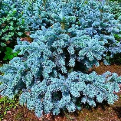 Ель СУПЕР БЛЮ СИДЛИНГ колючая  Ель СУПЕР БЛЮ СИДЛИНГ колючая в Астрахани