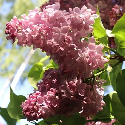 Сирень МЕДОВЫЙ СПАС  Сирень МЕДОВЫЙ СПАС в Астрахани