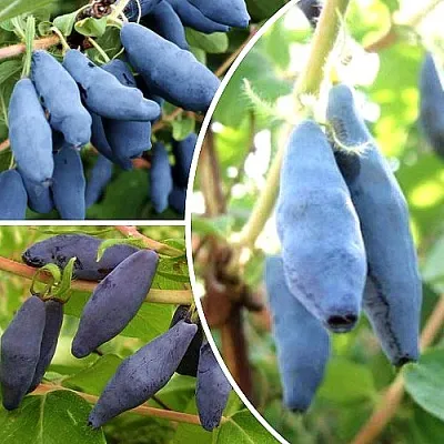 Комплект СЛАДКИЕ ХИТЫ в Астрахани