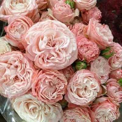 Саженцы роз МАДАМ БОМБАСТИК спрей  Саженцы роз МАДАМ БОМБАСТИК спрей в Астрахани