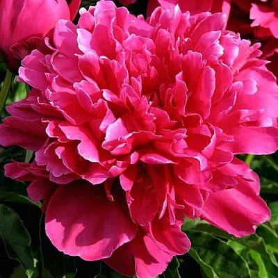 Пион ВИКТУАР ДЕ ЛА МАРН травянистый  Пион ВИКТУАР ДЕ ЛА МАРН травянистый в Астрахани