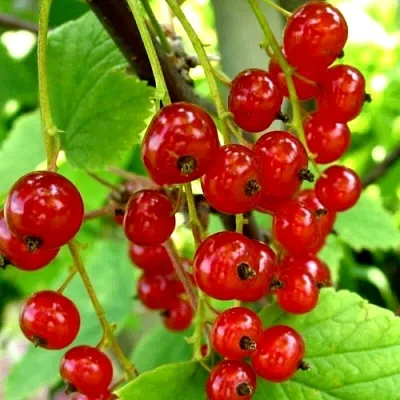 Смородина красная КОРАЛЛОВАЯ в Астрахани