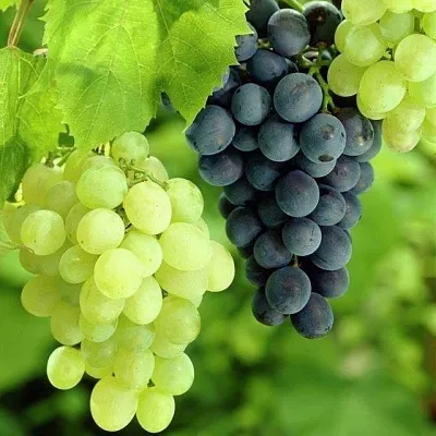 Столовый  Столовый в Астрахани