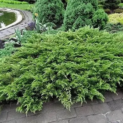 Можжевельник РОКЕРИ ДЖЕМ казацкий  Можжевельник РОКЕРИ ДЖЕМ казацкий в Астрахани