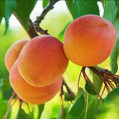 Абрикос ДЕБЮТ в Астрахани