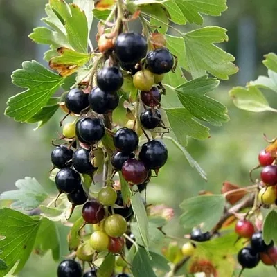 Смородина золотистая ПЛОТНОМЯСАЯ  Смородина золотистая ПЛОТНОМЯСАЯ в Астрахани