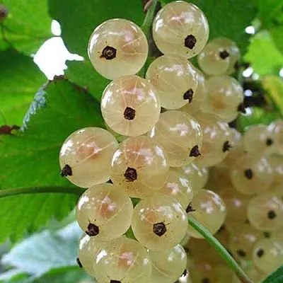 Смородина белая ЮТЕРБОРГСКАЯ  Смородина белая ЮТЕРБОРГСКАЯ в Астрахани