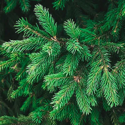 Ель  Ель в Астрахани