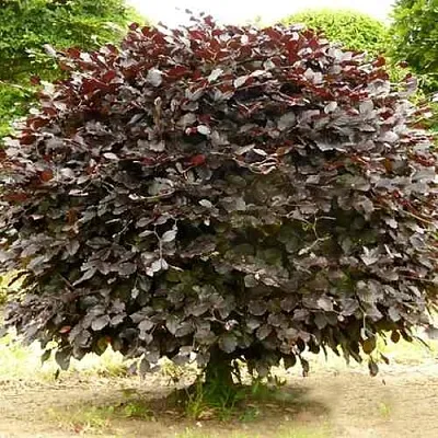 Бук лесной АТРОПУНИЦЕА  Бук лесной АТРОПУНИЦЕА в Астрахани