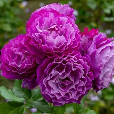 Саженцы роз БЛЮ ЭДЕН  флорибунда  Саженцы роз БЛЮ ЭДЕН  флорибунда в Астрахани