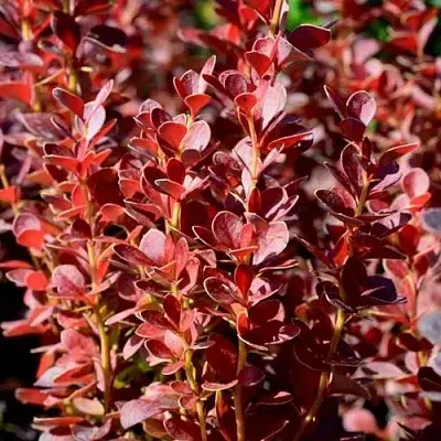 Барбарис ВУЛКАНО тунберга в Астрахани