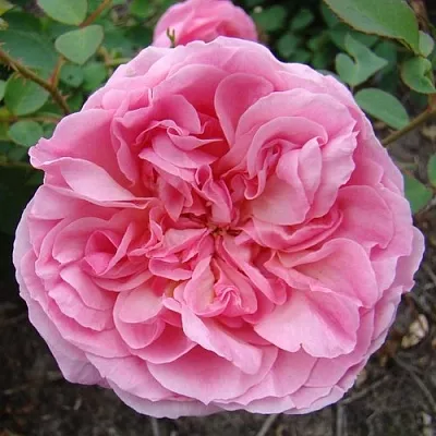 Саженцы роз ХАЙДИ ХОЛЛ английская  Саженцы роз ХАЙДИ ХОЛЛ английская в Астрахани