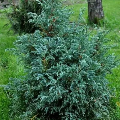 Кипарисовик БЕБИ БЛЮ горохоплодный — описание сорта Кипарисовик БЕБИ БЛЮ горохоплодный в Астрахани