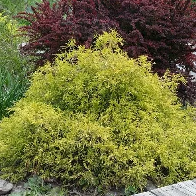 Кипарисовик ГОЛДЕН МОП горохоплодный  Кипарисовик ГОЛДЕН МОП горохоплодный в Астрахани