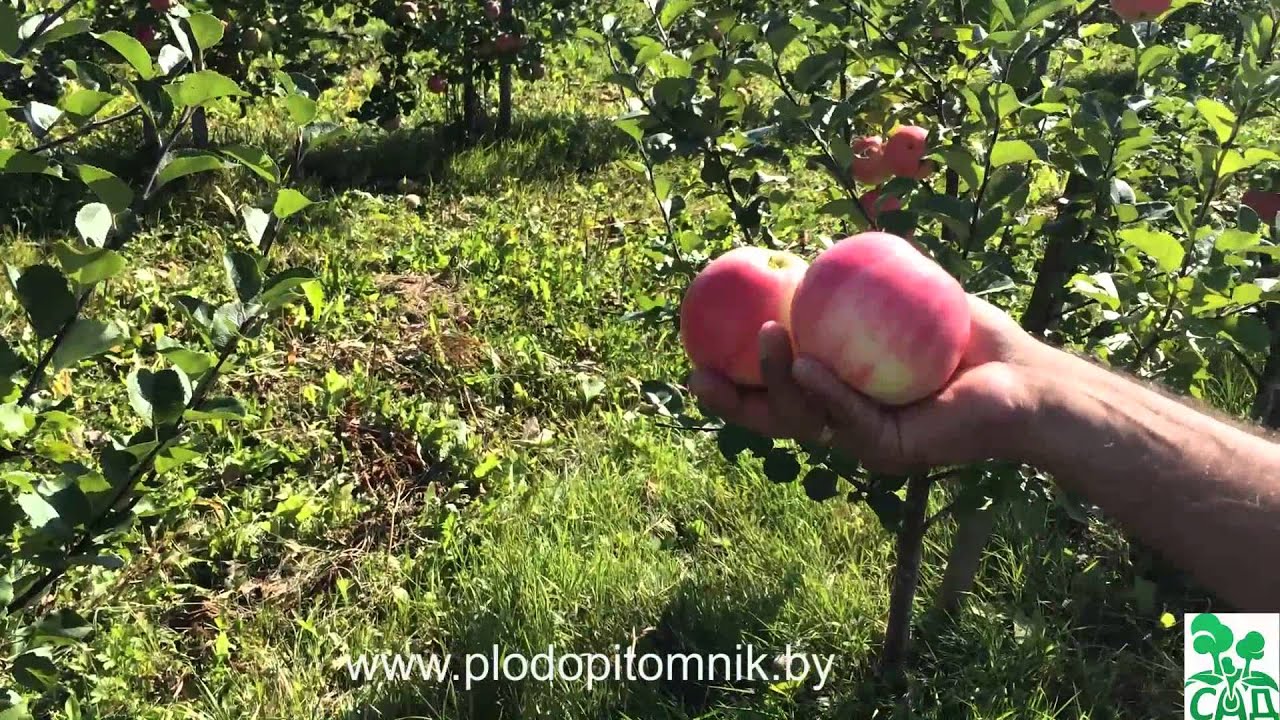 Превью видео